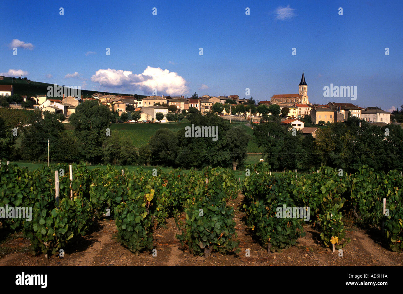 Beaujolais is an important wine region of eastern France, famous for