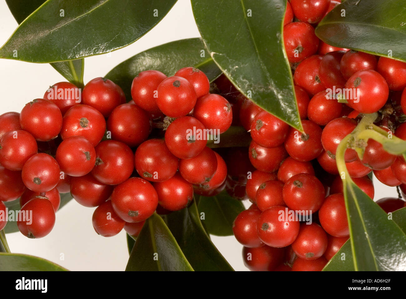 Common needlepoint holly hires stock photography and images Alamy