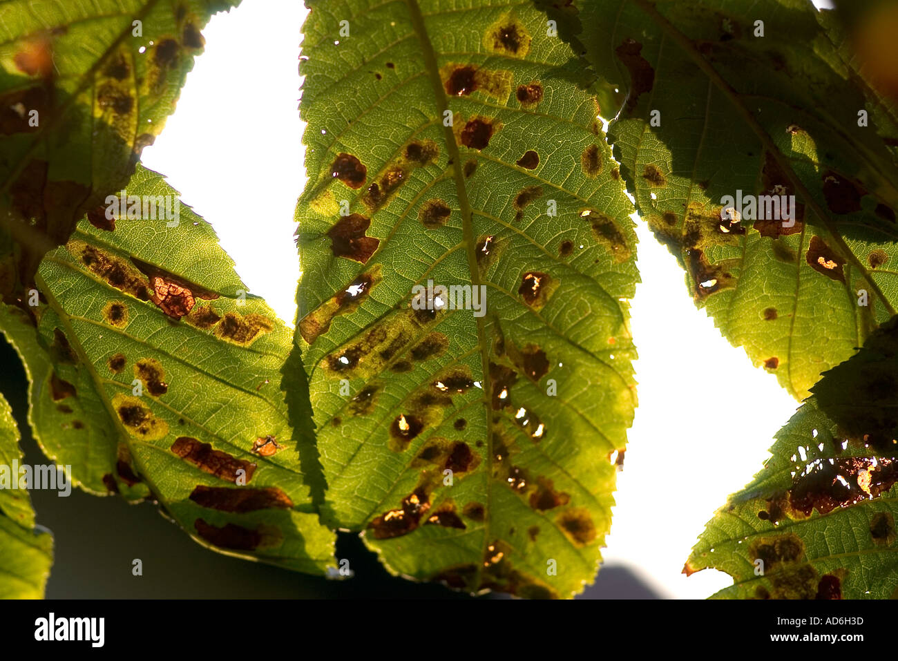 Close up of horse chestnut tree leaves affected by the miner moth Stock Photo