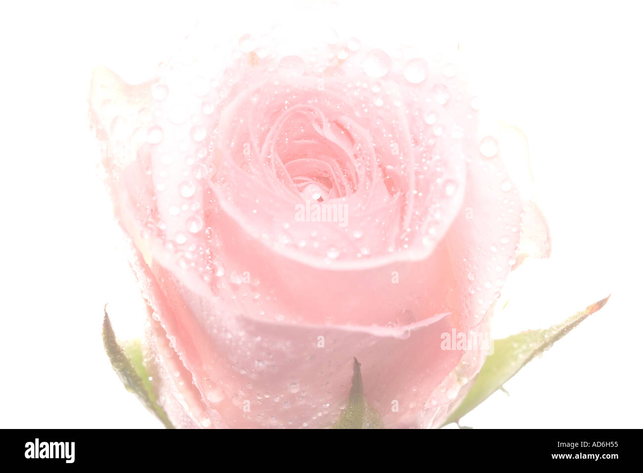 Pink rose with water droplets and white background Stock Photo - Alamy