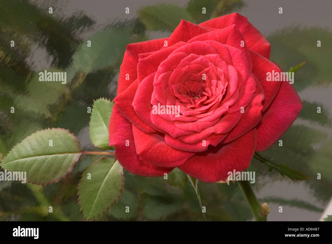 Miniature red rose Stock Photo Alamy
