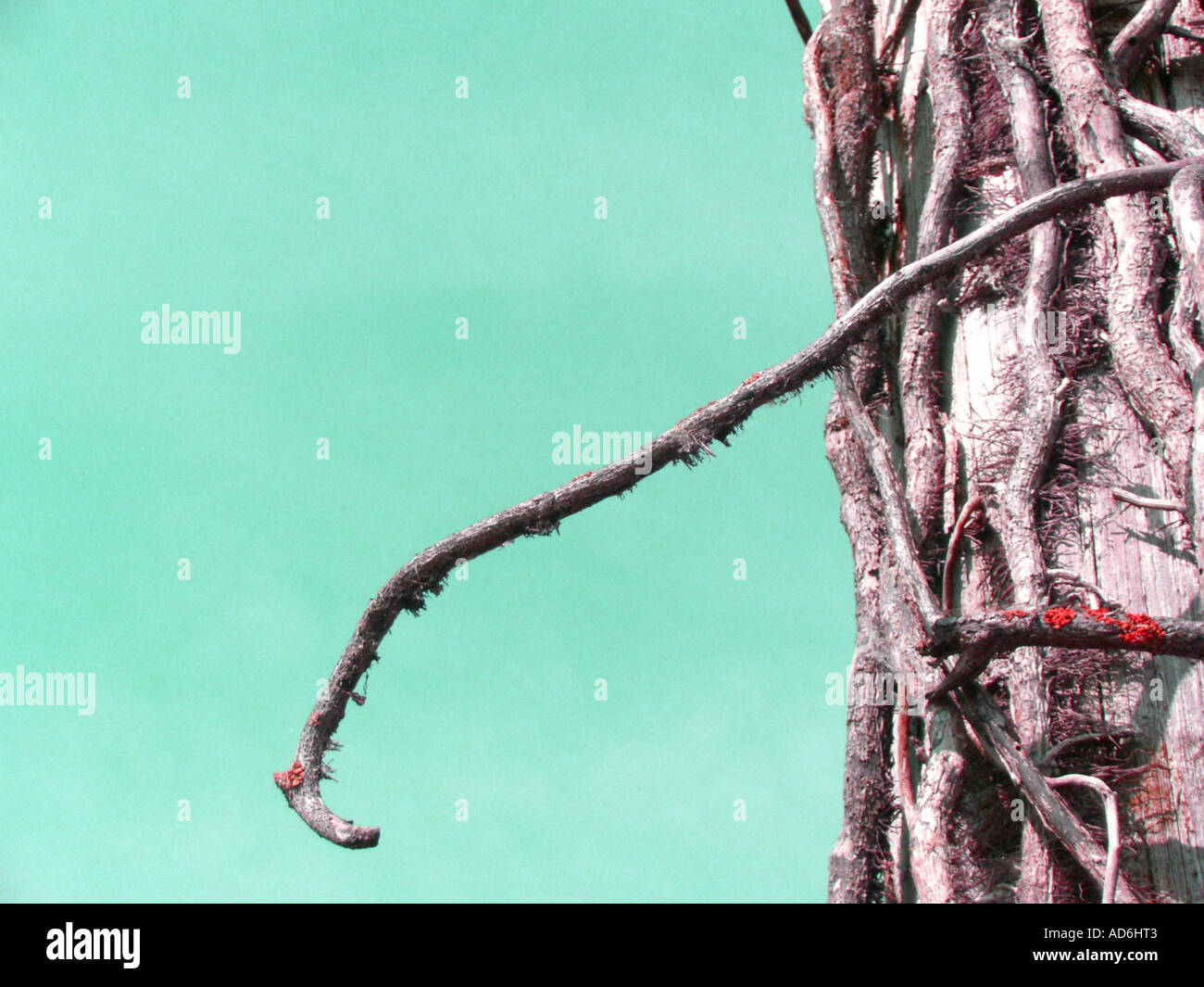 Abstract dead ivy with cool background Stock Photo - Alamy