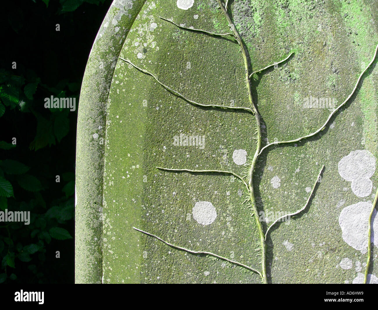 Abstract view of a gravestone with a dead ivy Stock Photo - Alamy