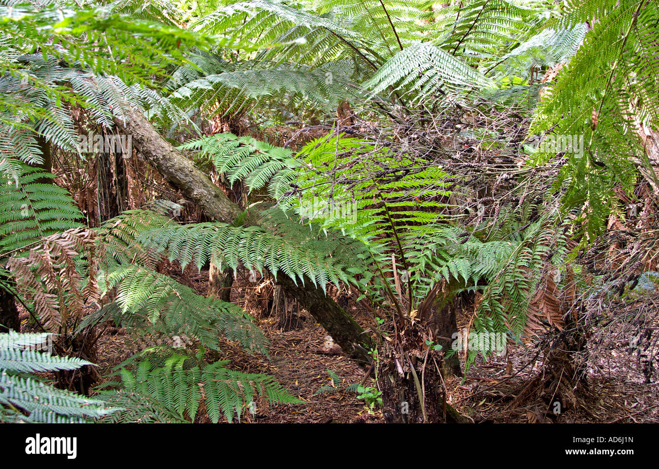 image of some nice rainforest ferns Stock Photo