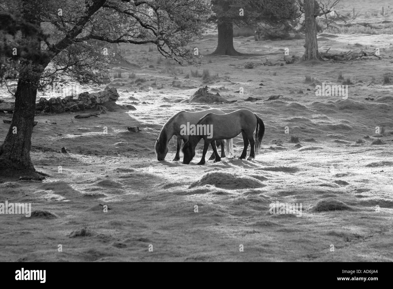 Horse or Highland Garron, garran, Scottish Hill Ponies. Deer stalking