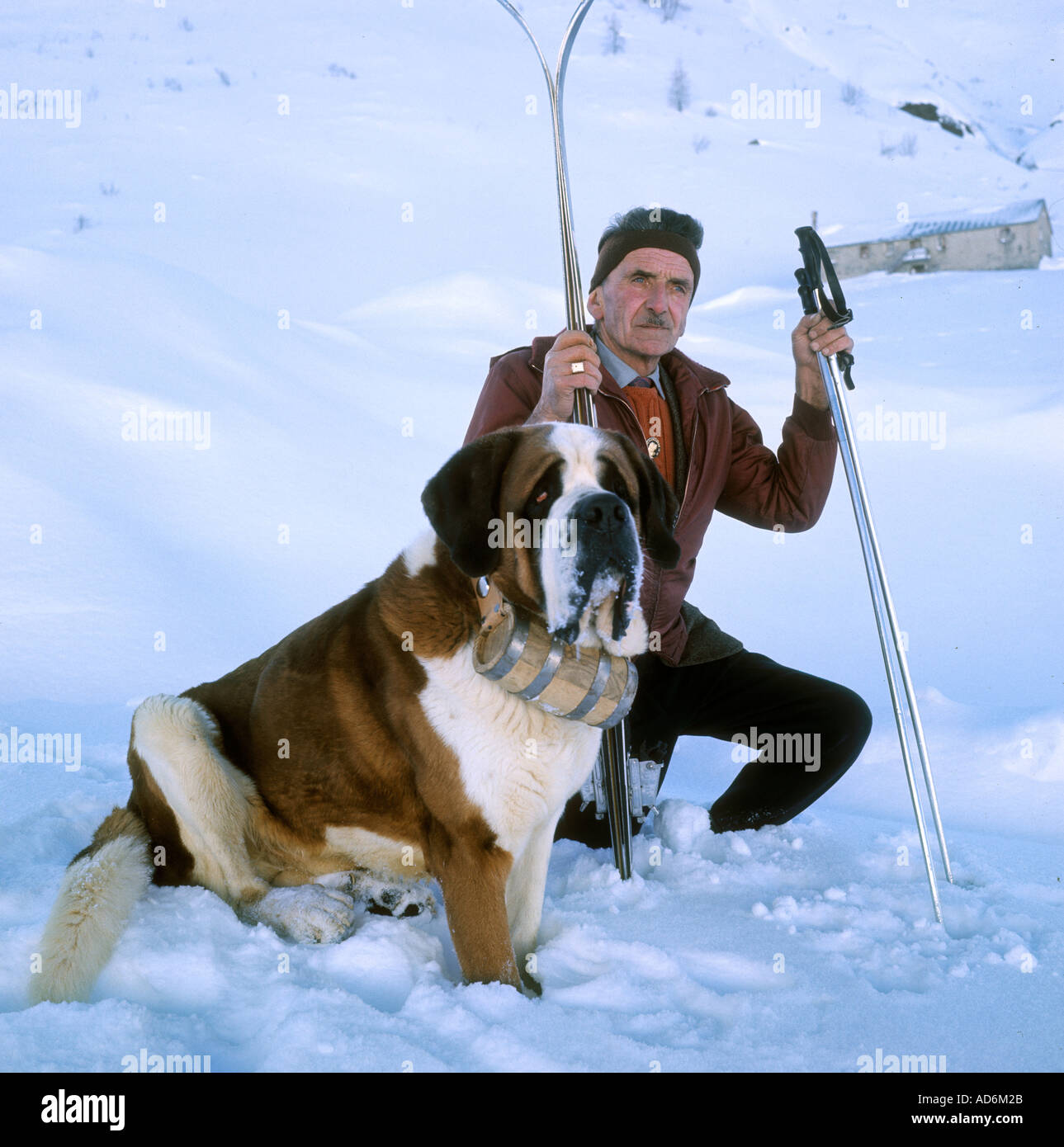 saint bernard rescue saint bernard rescue