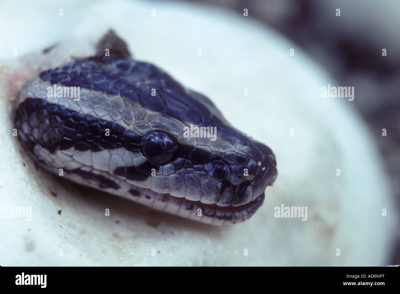 Burmese python hatching Python molurus Captive Stock Photo - Alamy