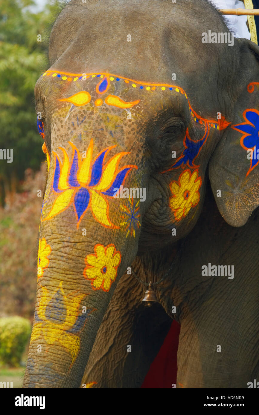 Close-up of a decorated elephant Stock Photo