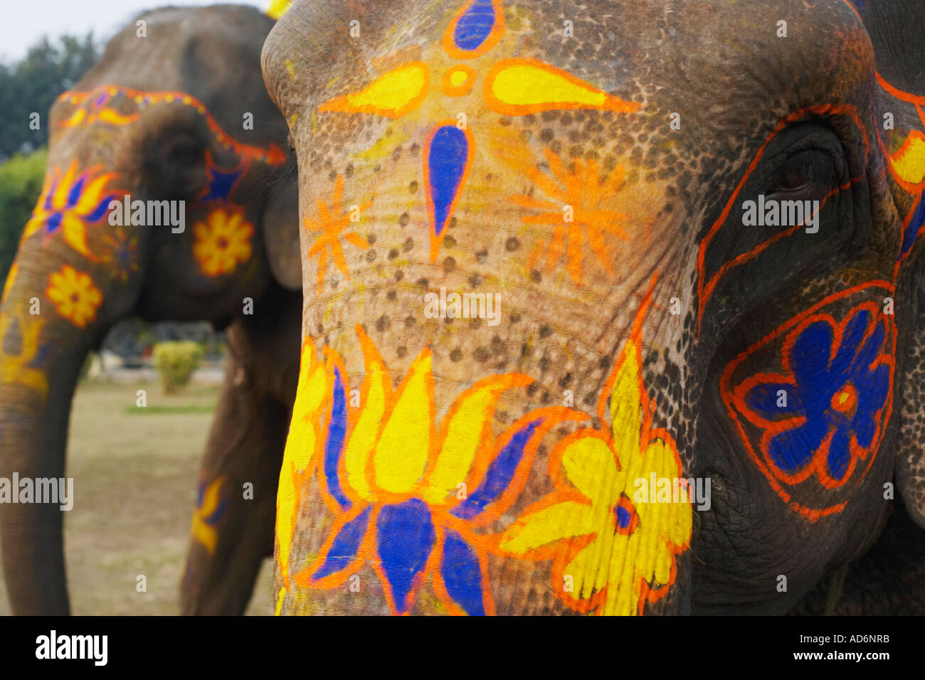 Close-up of a decorated elephant Stock Photo