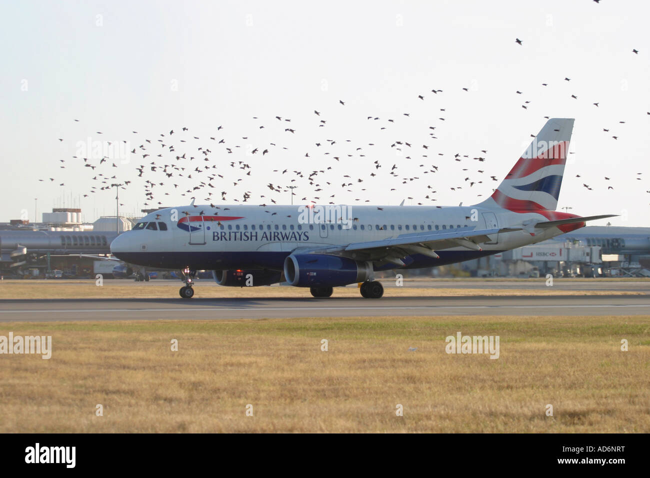 British Airways passenger airplane and flock of birds flying close Stock Photo