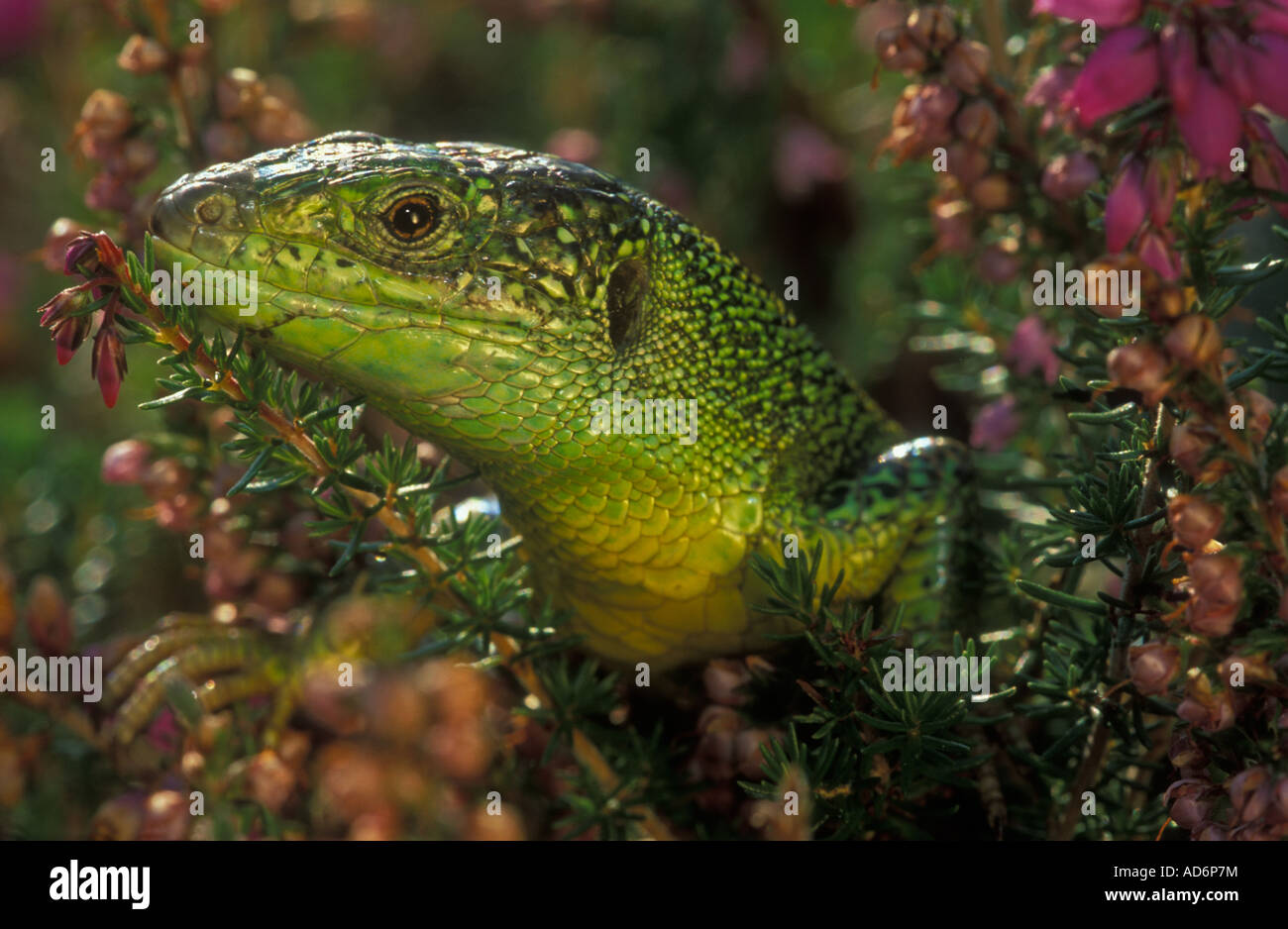 Green Lizard Lacerta viridis Introduced to southern England Western European native Stock Photo