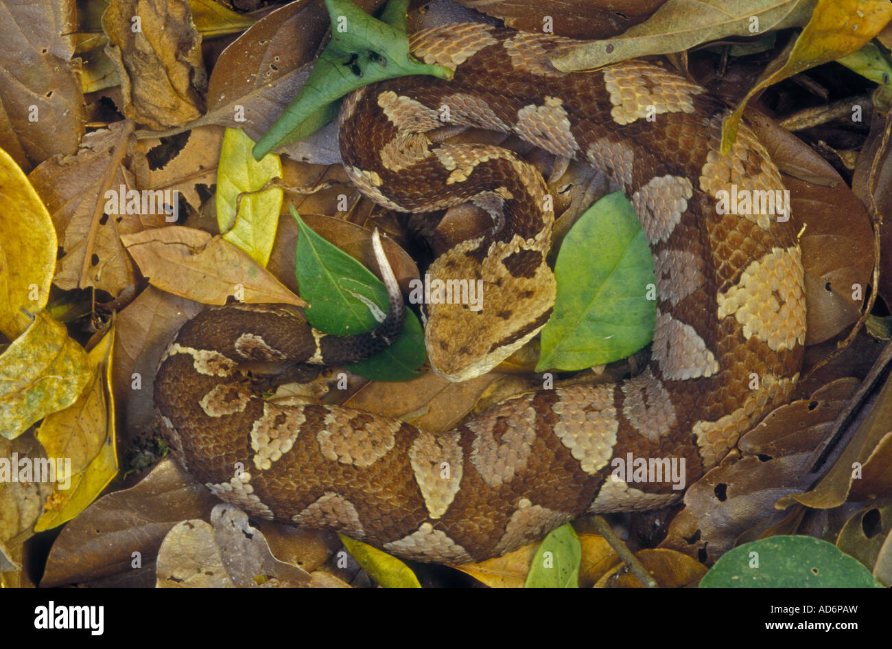 Jumping pit viper hires stock photography and images Alamy