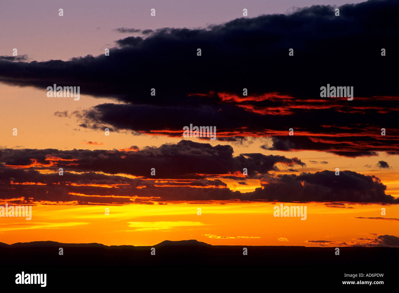 Sunset light on pine tree at Yavapai Point South Rim Grand Canyon