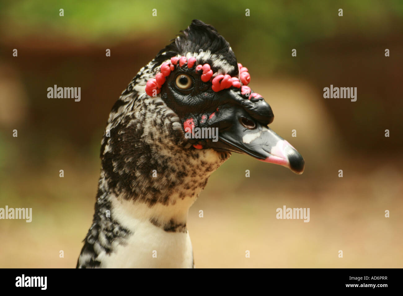 Domestic Muscovy close up Stock Photo