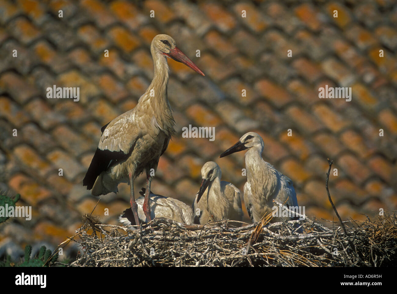 Stork bite hi-res stock photography and images - Alamy