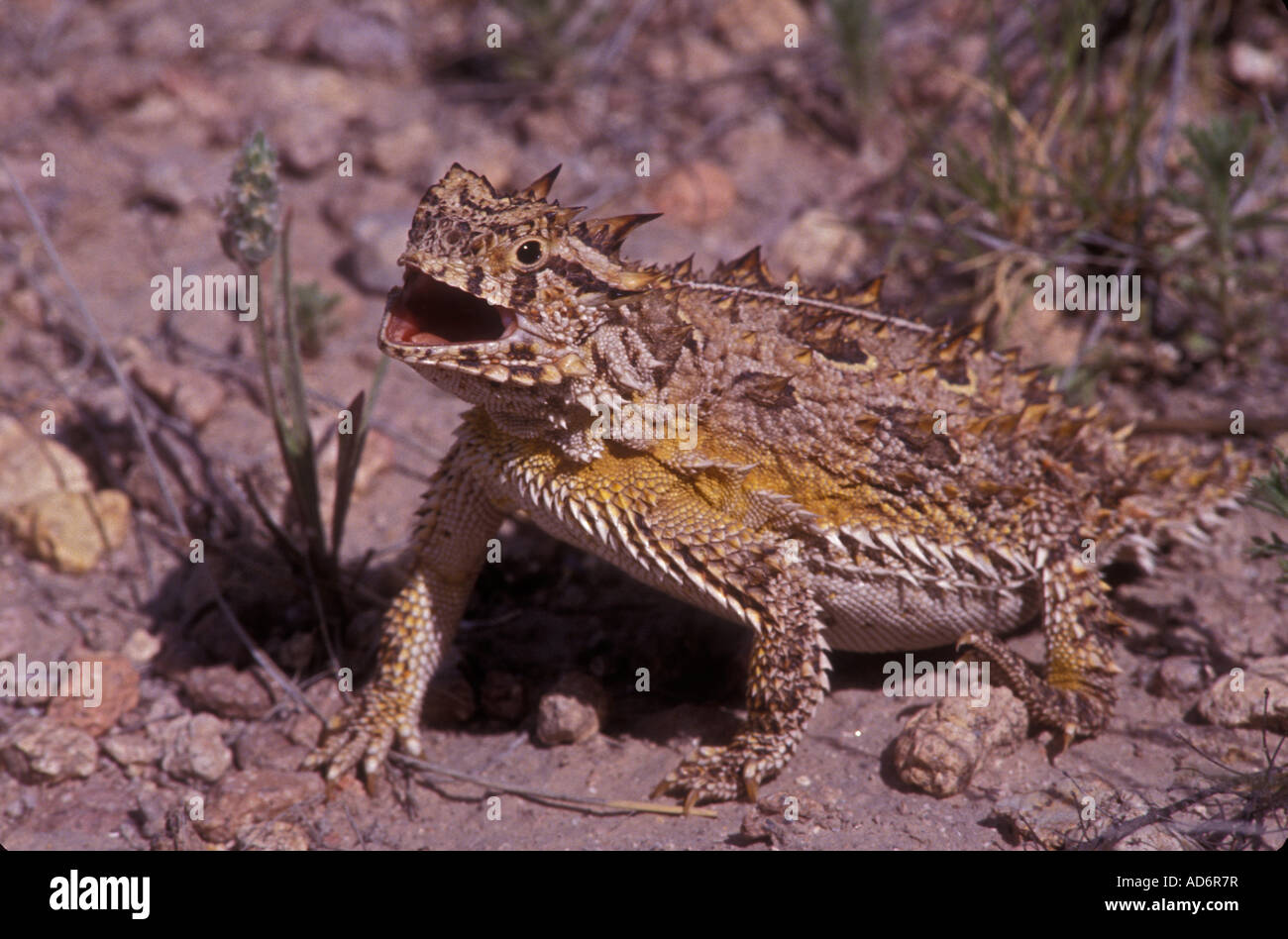 Texas Horned Lizard New Mexico USA Cooling evaporatively Gray Ranch