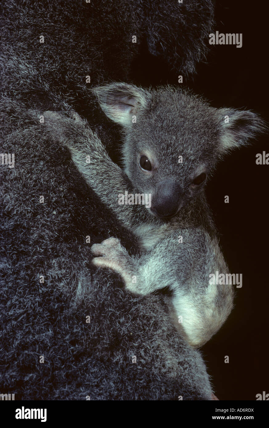 Koala Baby Phascolarctos cinereus Australia  Clinging to mother Stock Photo