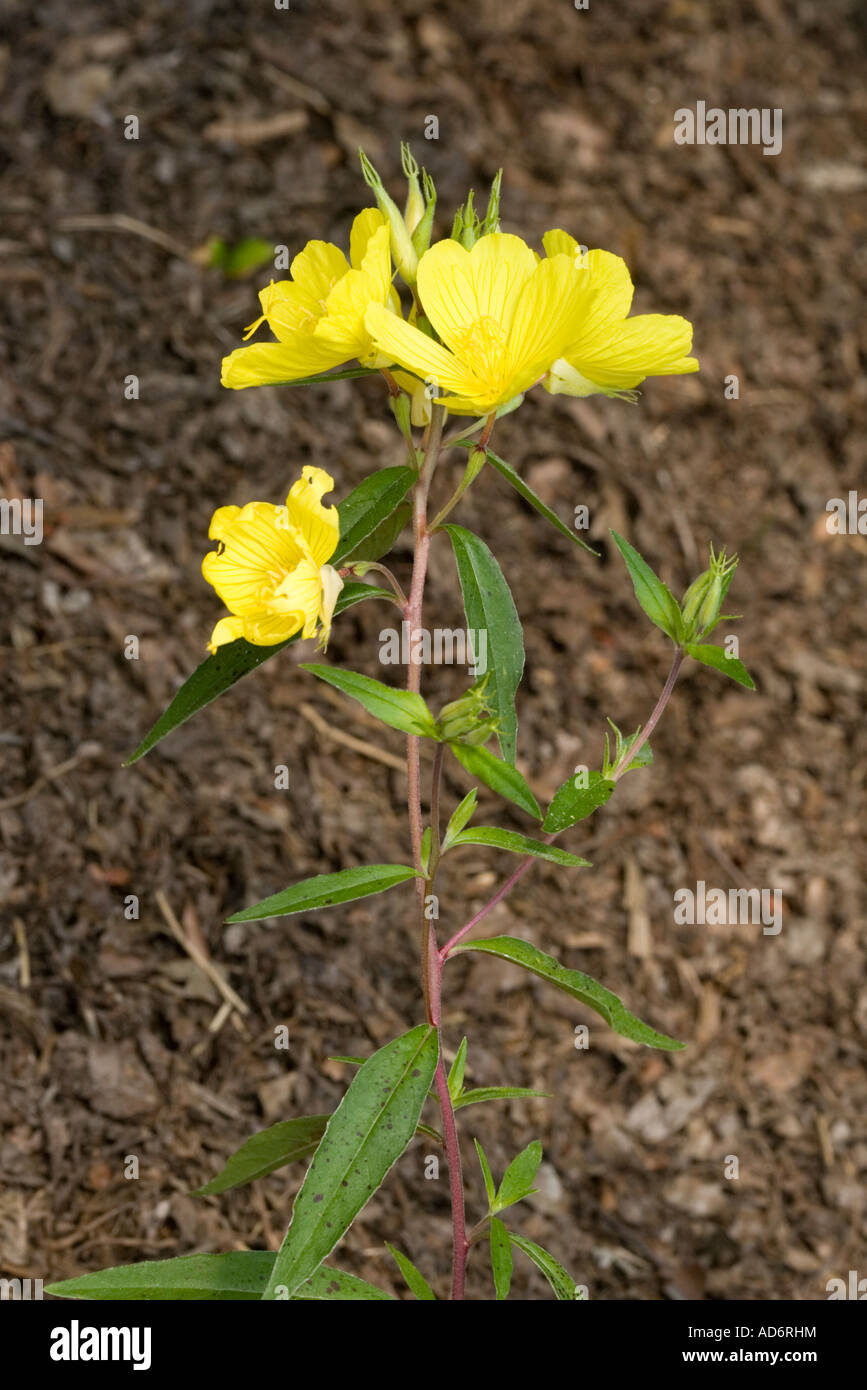 Narrowleaf Evening Primrose Oenothera fruticosa North Carolina United States 3 May Onagraceae Stock Photo