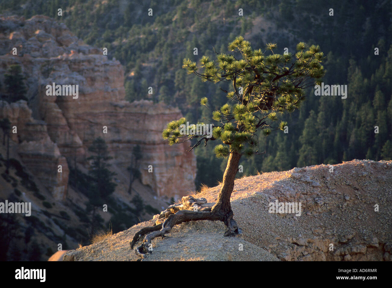 Tree growing out of rock Queens Garden Trail Bryce Canyon National Park