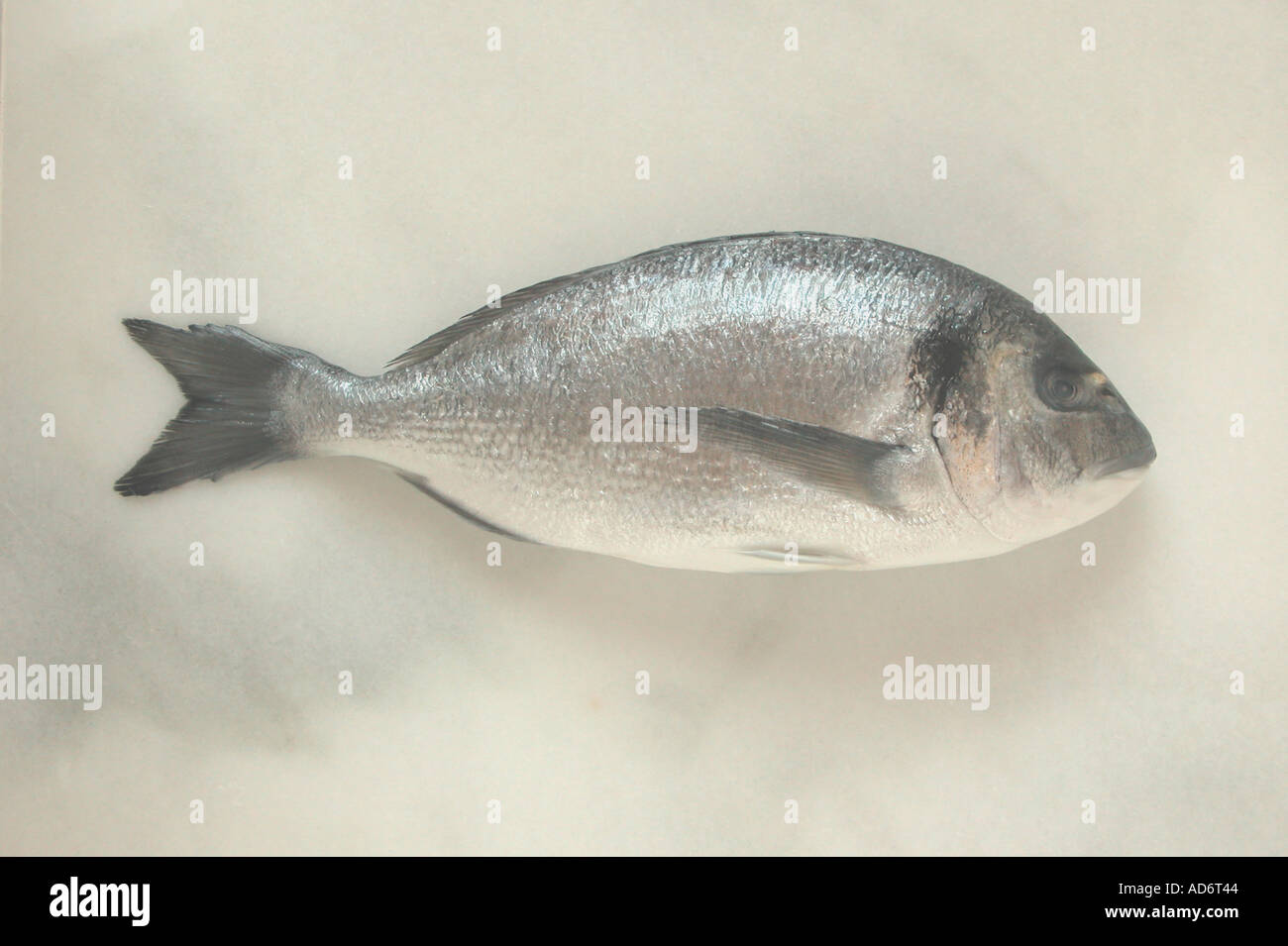 Dorada Spanish fish Stock Photo - Alamy
