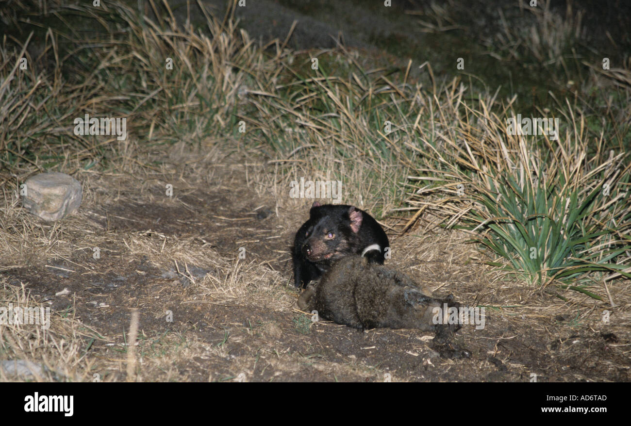 Nocturnal Tasmanian Devil eating possum road kill in Tasmania Stock