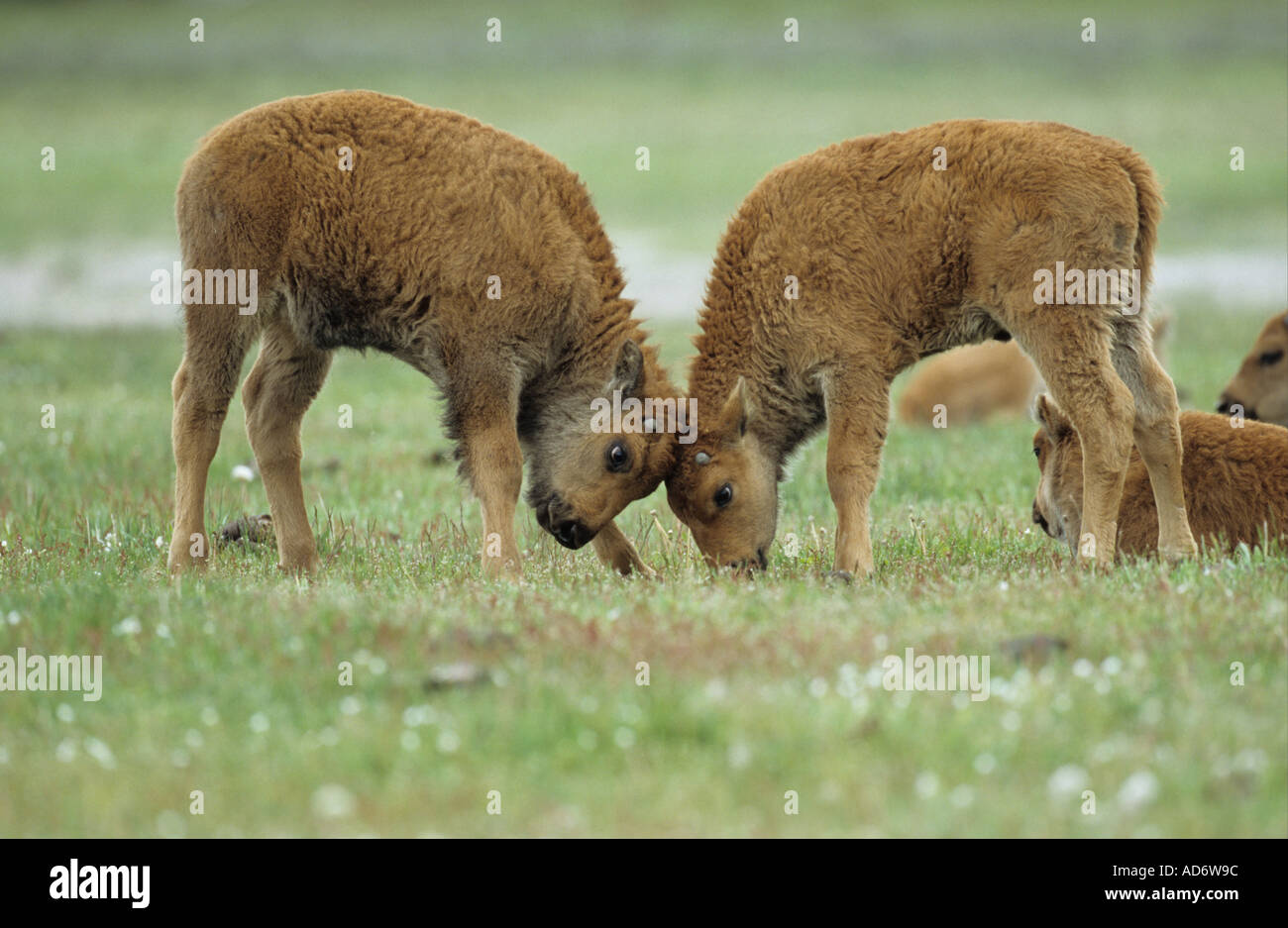 Bison Bison bison buffalo Pair of young Bison calves playfighting in ...