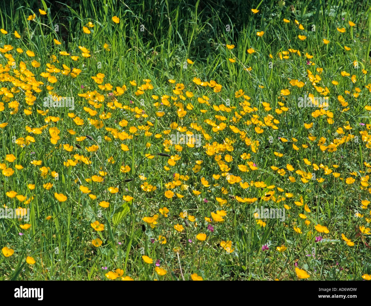 Countryside Wildflowers Buttercup Ranunculus Repens England Great Britain Stock Photo
