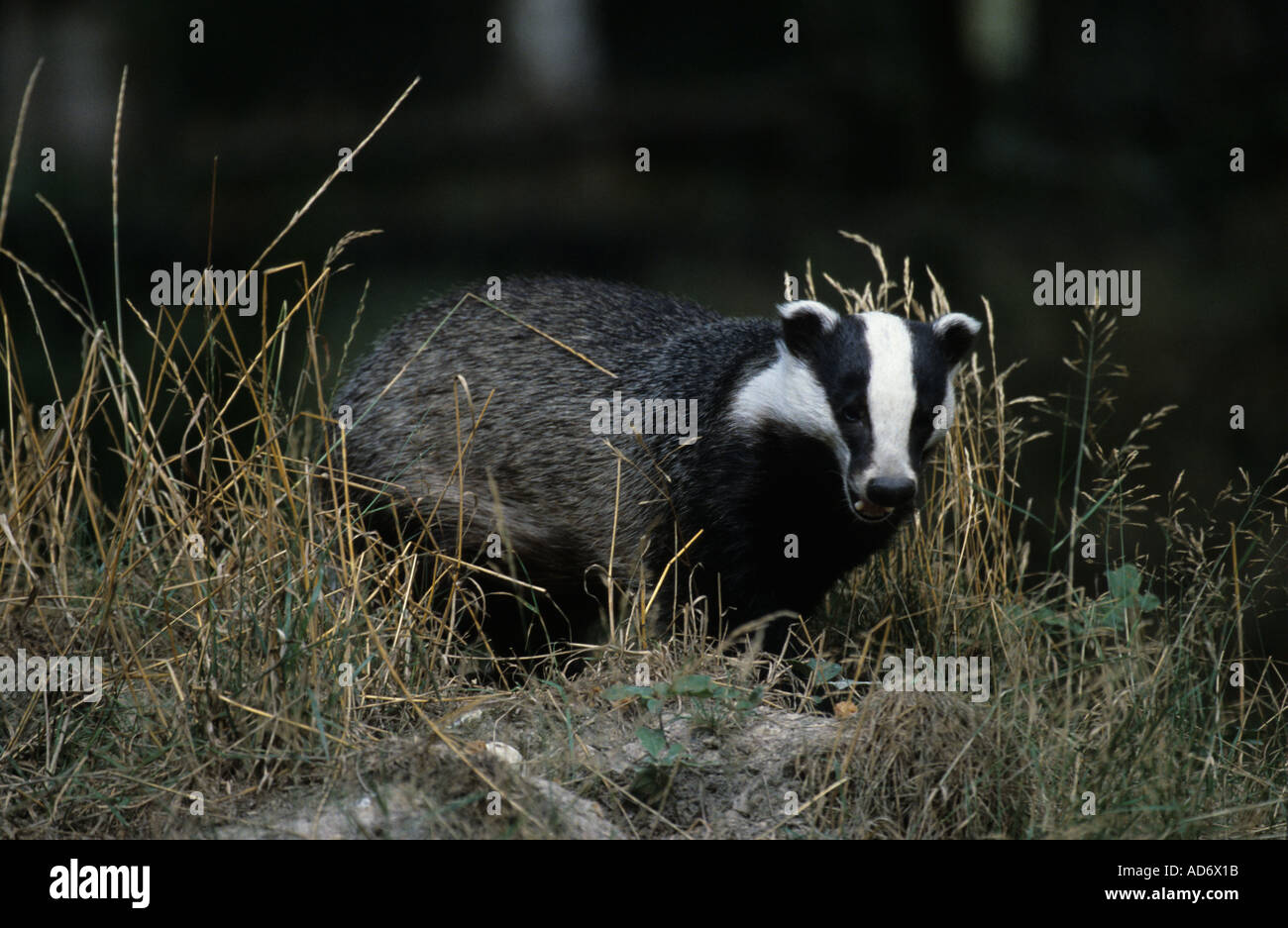 Badger Meles meles feeding on edge of woodland with eye contact Stock ...