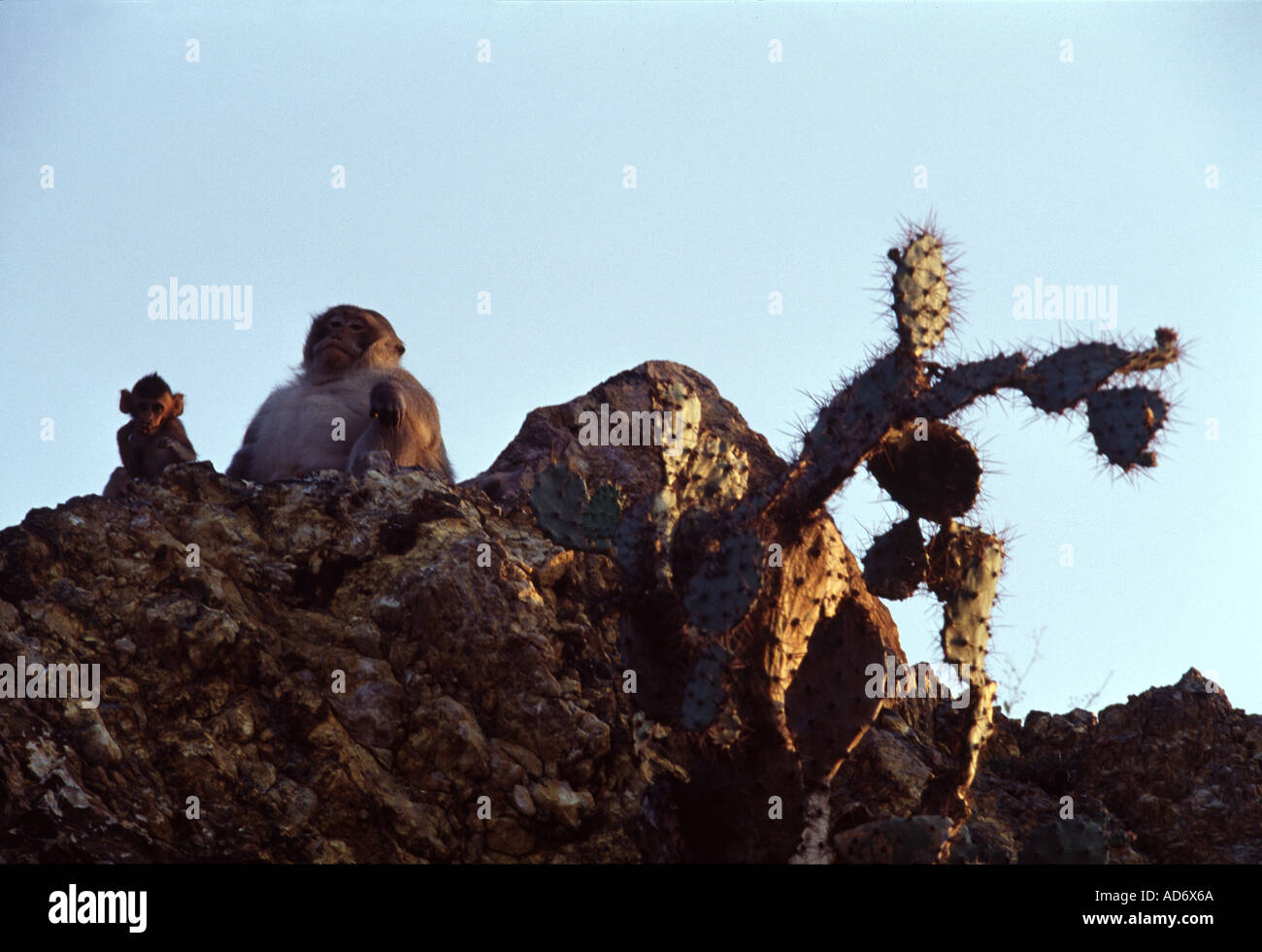 monkeys on the mountain samut mountain thailand Stock Photo