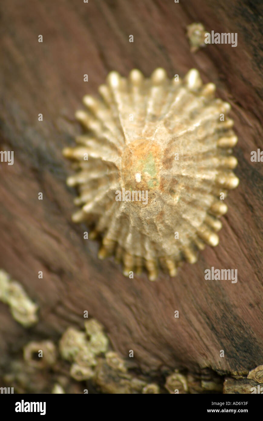 Pink barnacles hi-res stock photography and images - Alamy