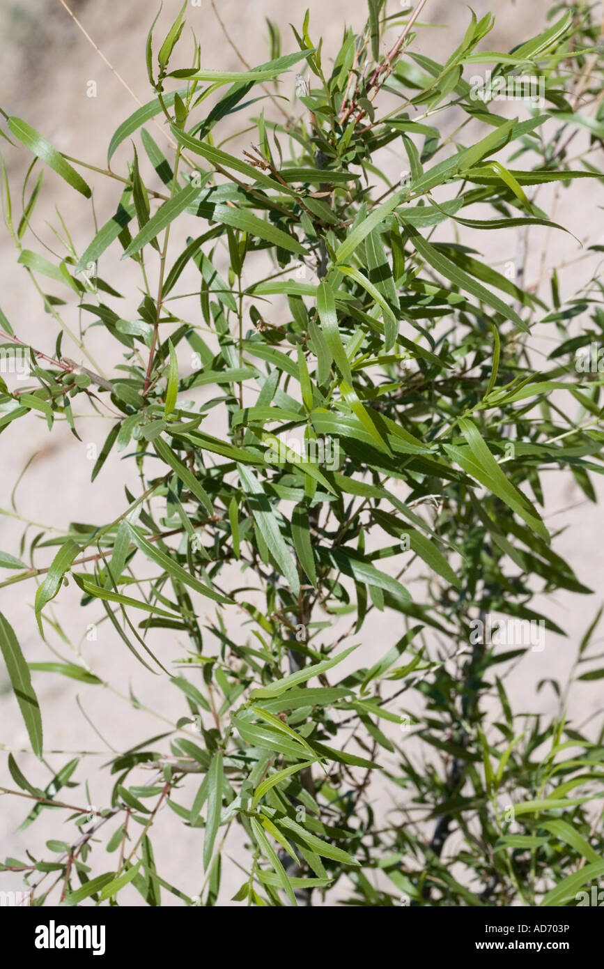 Gooding s Willow Salix gooddingii Tucson Arizona United States 7 April Leaves Salicaceae Stock Photo