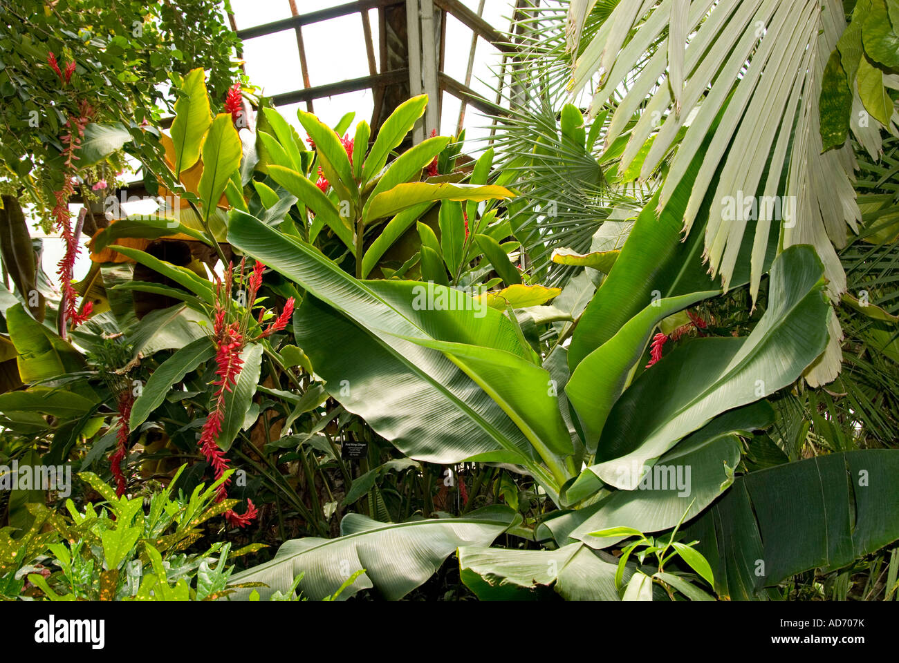 Tropical greenhouse plants hi-res stock photography and images - Alamy