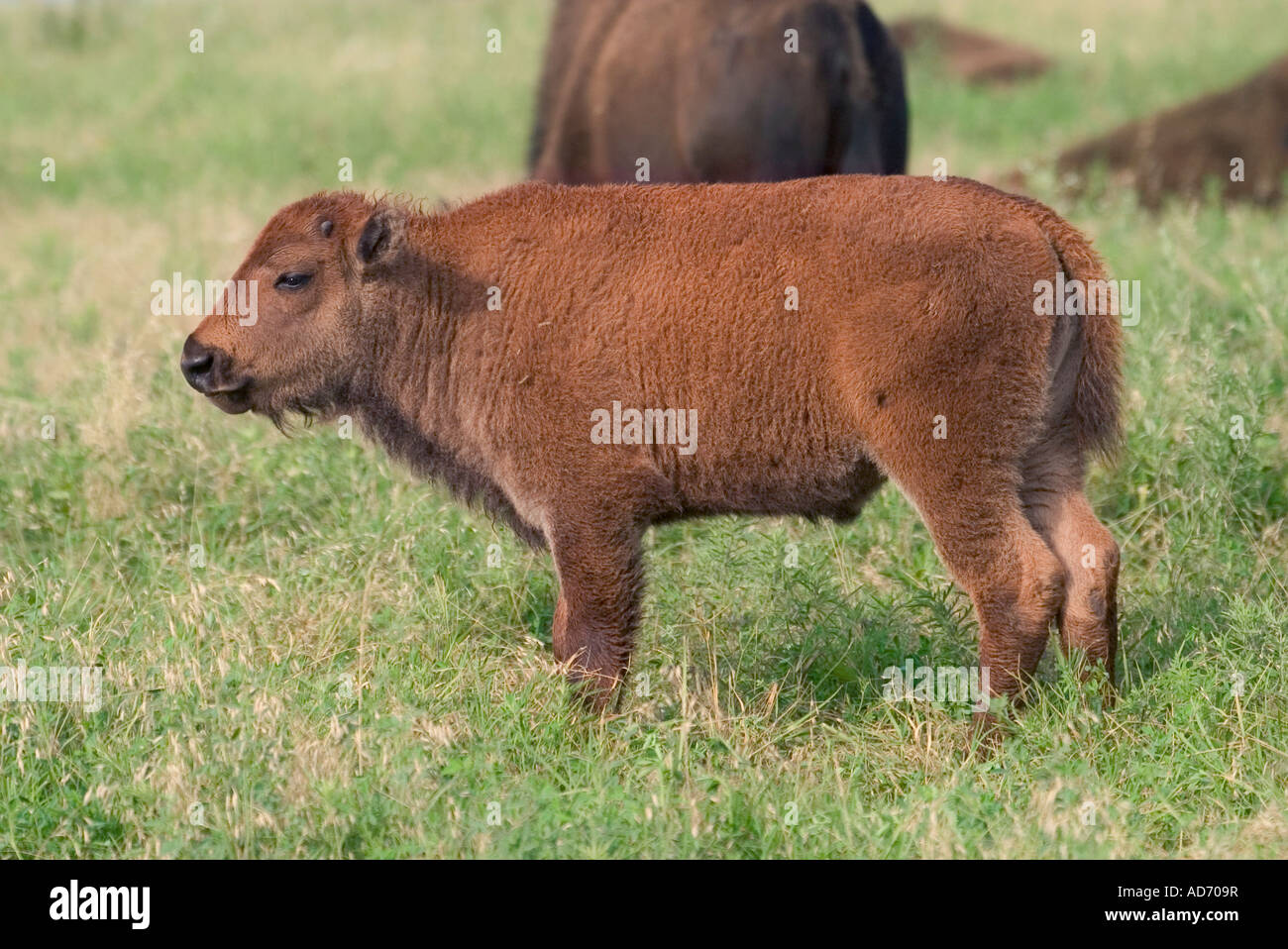 American Bison Bison bison Tall Grass Prairie Preserve Pawhuska