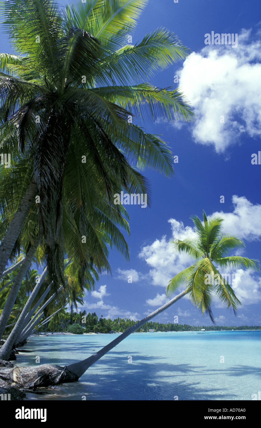 FRENCH POLYNESIA TUAMOTUS ARCHIPELAGO Stock Photo Alamy french-polynesia-tuamotus-archipelago-stock-photo-alamy