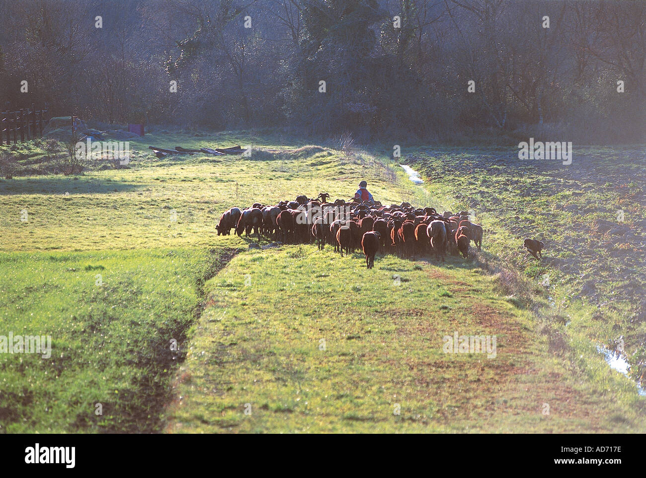Shepherd leading his flock hires stock photography and images Alamy