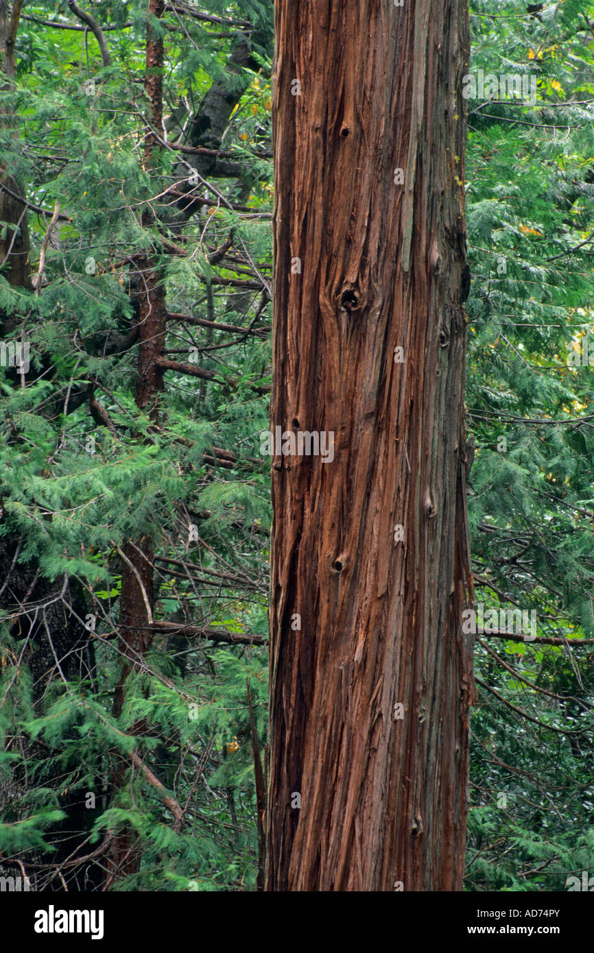 Incense Cedar tree trunk in mixed forest Yosemite Valley Yosemite