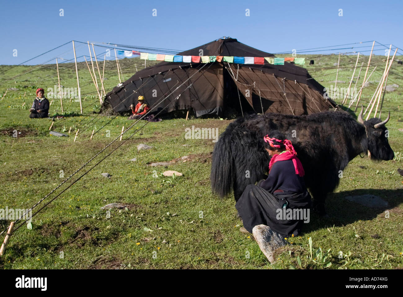 A local Khampa nomad milking a yak cow outside the household tent in