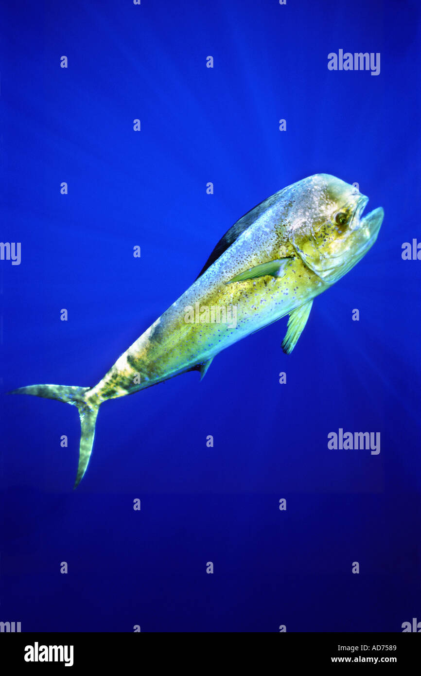 Mahi Mahi Dolphin High Resolution Stock Photography and Images Alamy
