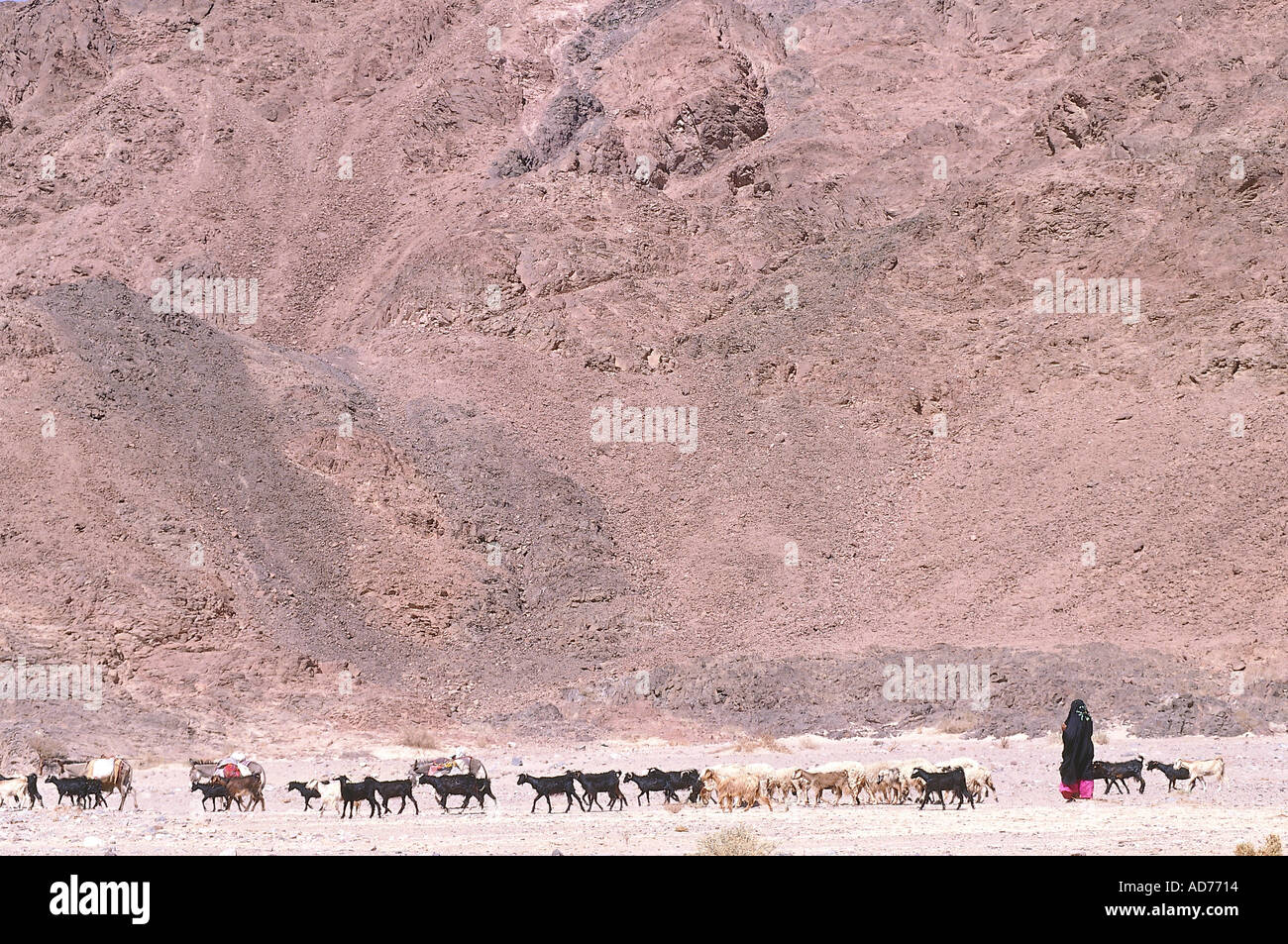 EGYPT SINAI DESERT BEDOUIN FEMALE SHEPHERD PASSING BY RED ROCKS WITH GOATS Stock Photo