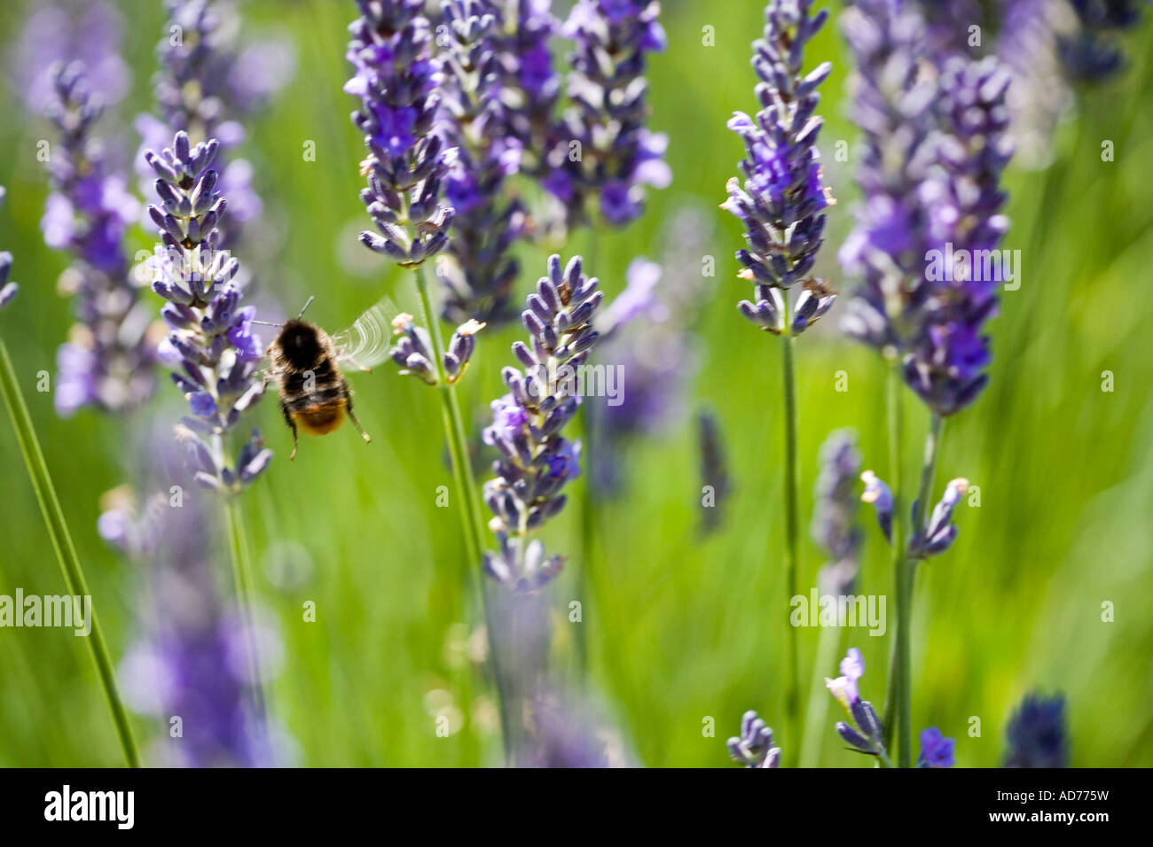 Lavender (Lavandin Grosso) & Bee in flight Stock Photo