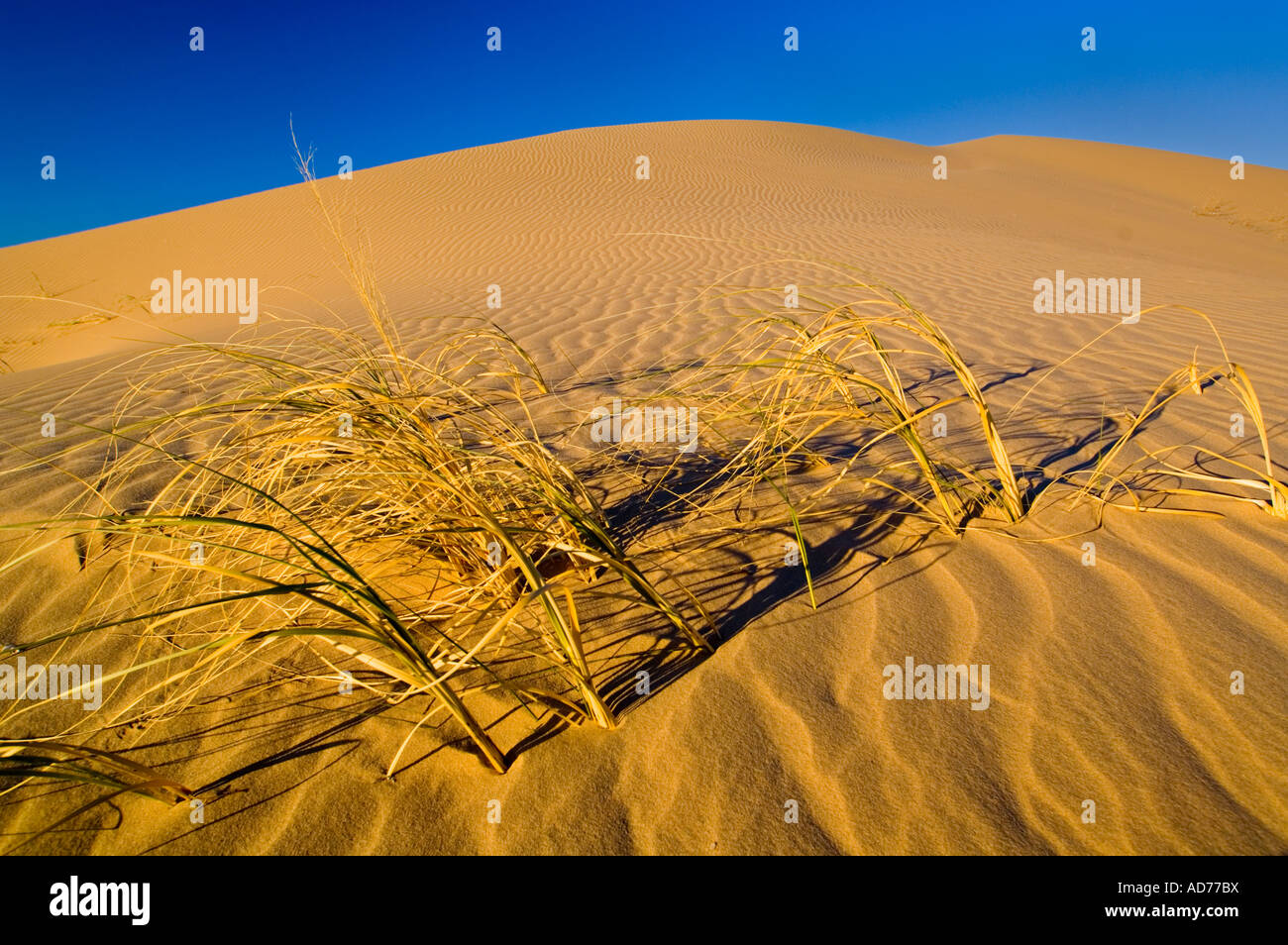 Sand dunes in morning light North Algodones Dunes Wilderness Imperial