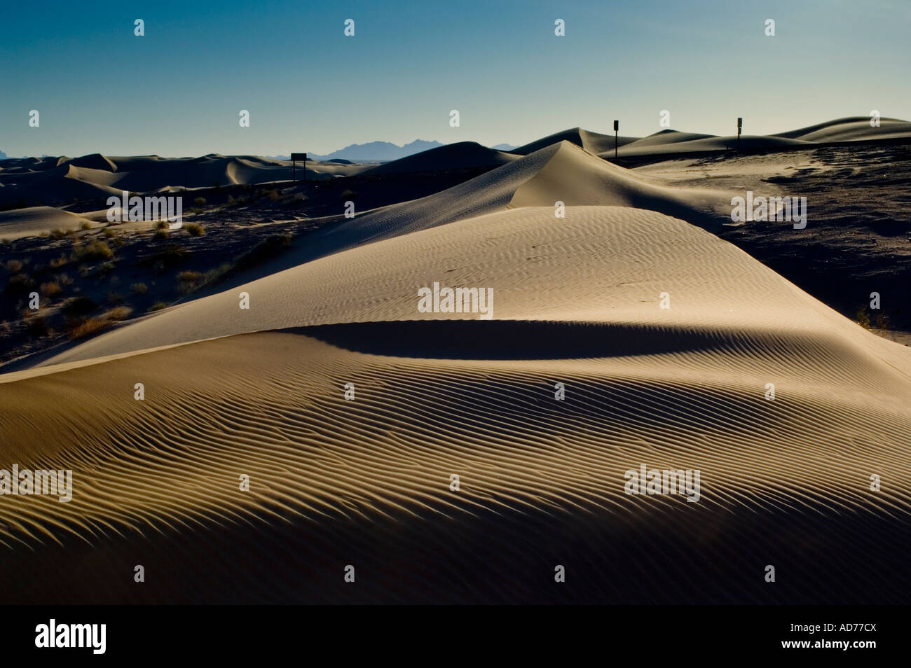 Sand dunes in morning light North Algodones Dunes Wilderness Imperial