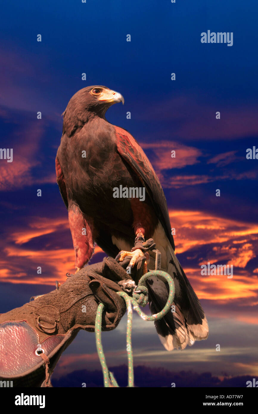 Heart Hawk Hand hawk hi-res stock photography and images - Alamy