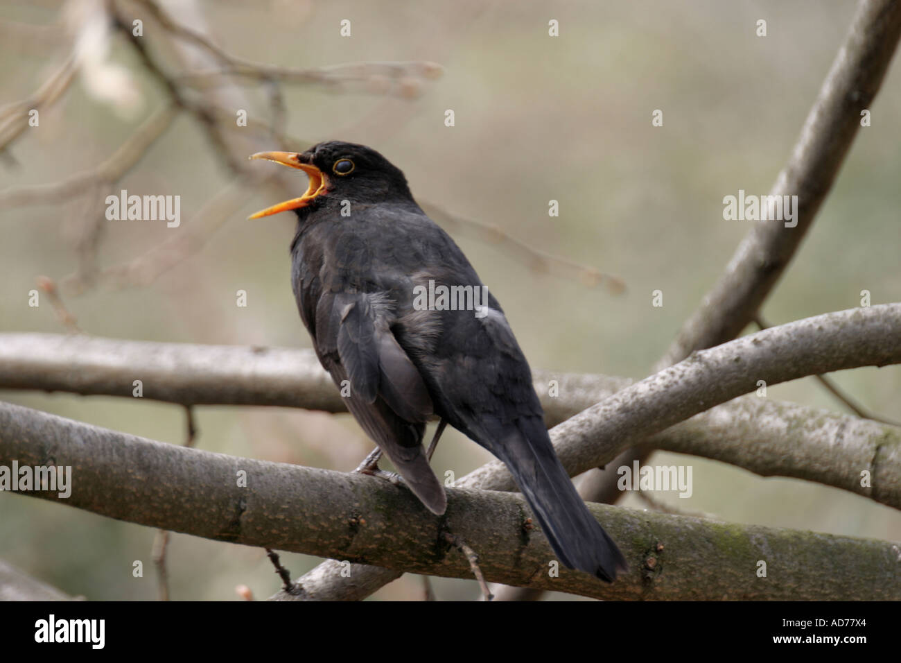 Blackbird Stock Photo