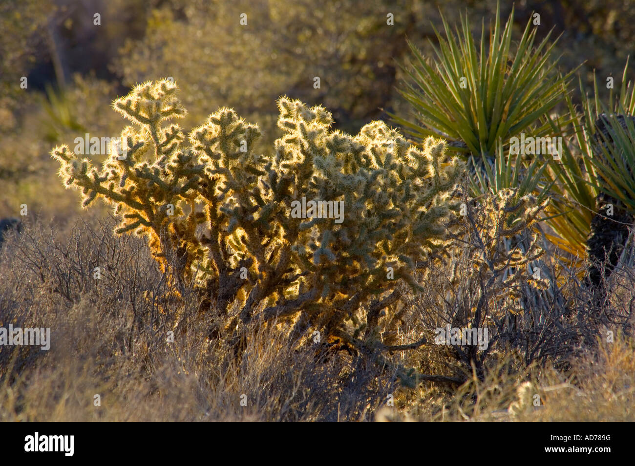 Teddybear Cholla Opuntia bigelovii Joshua Tree National Park California Stock Photo