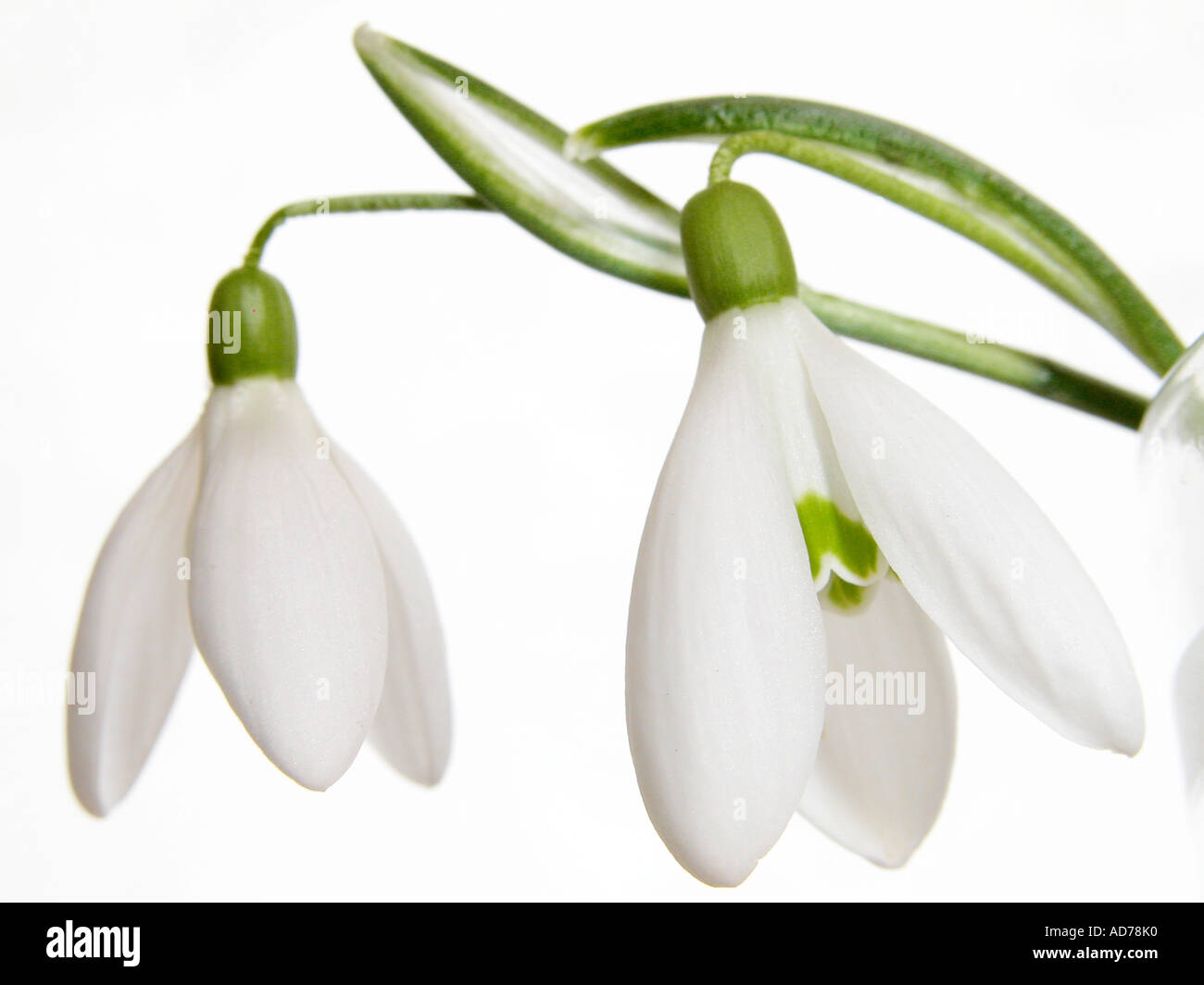 Snowdrops Stock Photo