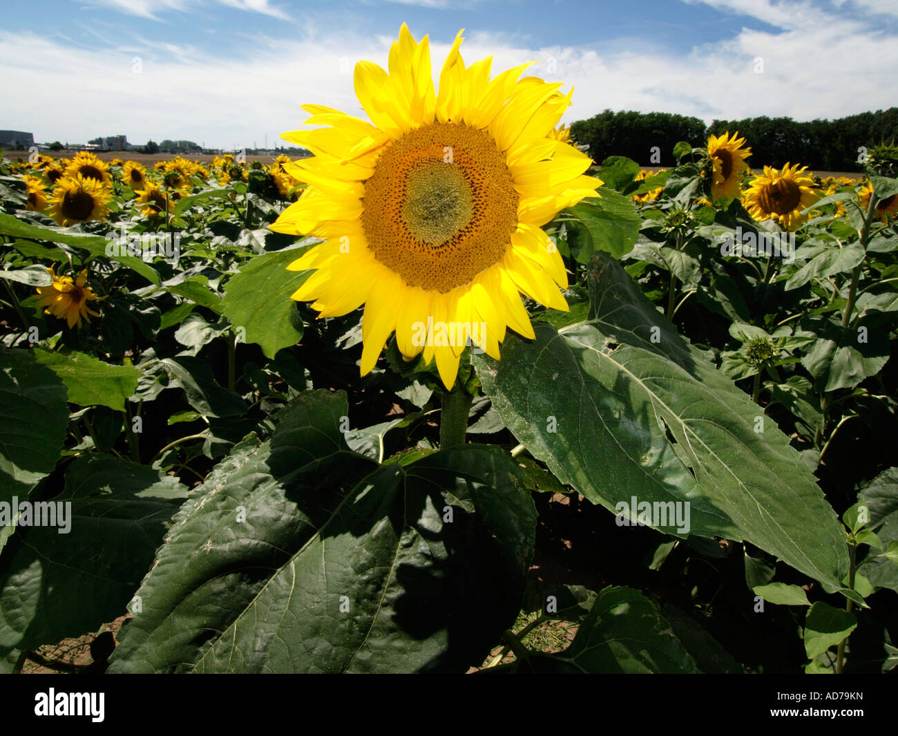 Large sunflower in sunflower field Loire valley near Amboise France Stock Photo