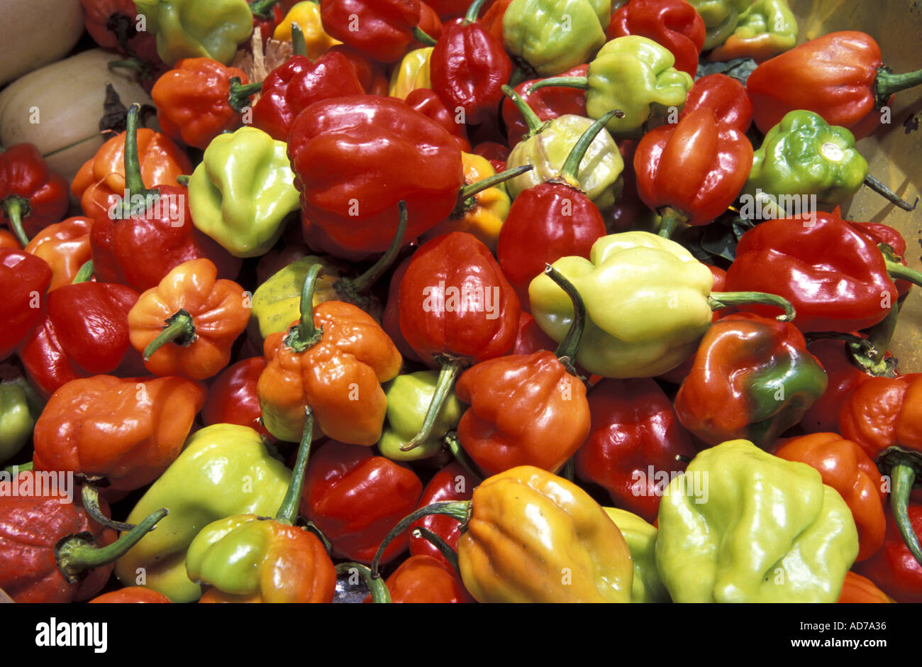 CARIBBEAN WEST INDIES BARBADOS LA BARBADE BRIDGETOWN THE MARKET Stock Photo