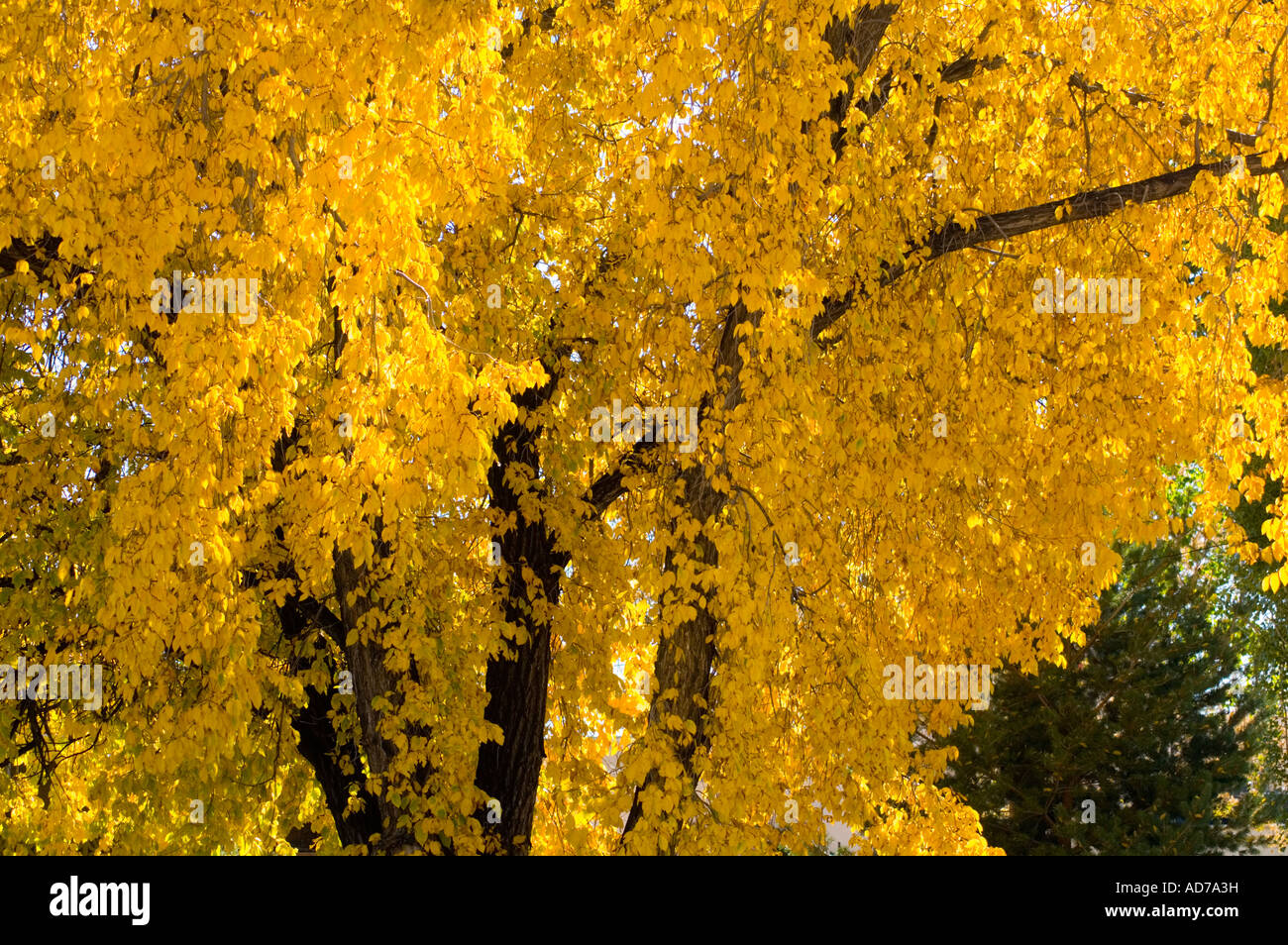 Yellow leaves on cottonwood tree in fall Kanab Kane County southern ...