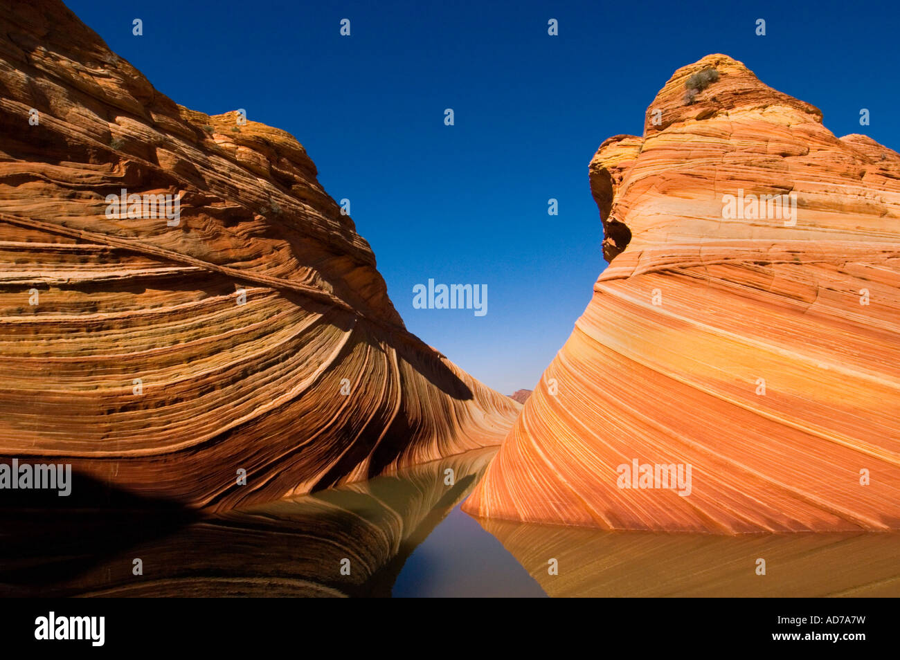 striated sandstone at The Wave Coyote Buttes Paria Canyon Vermilion Cliffs Wilderness Arizona Stock Photo
